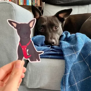 Custom Pet Stickers